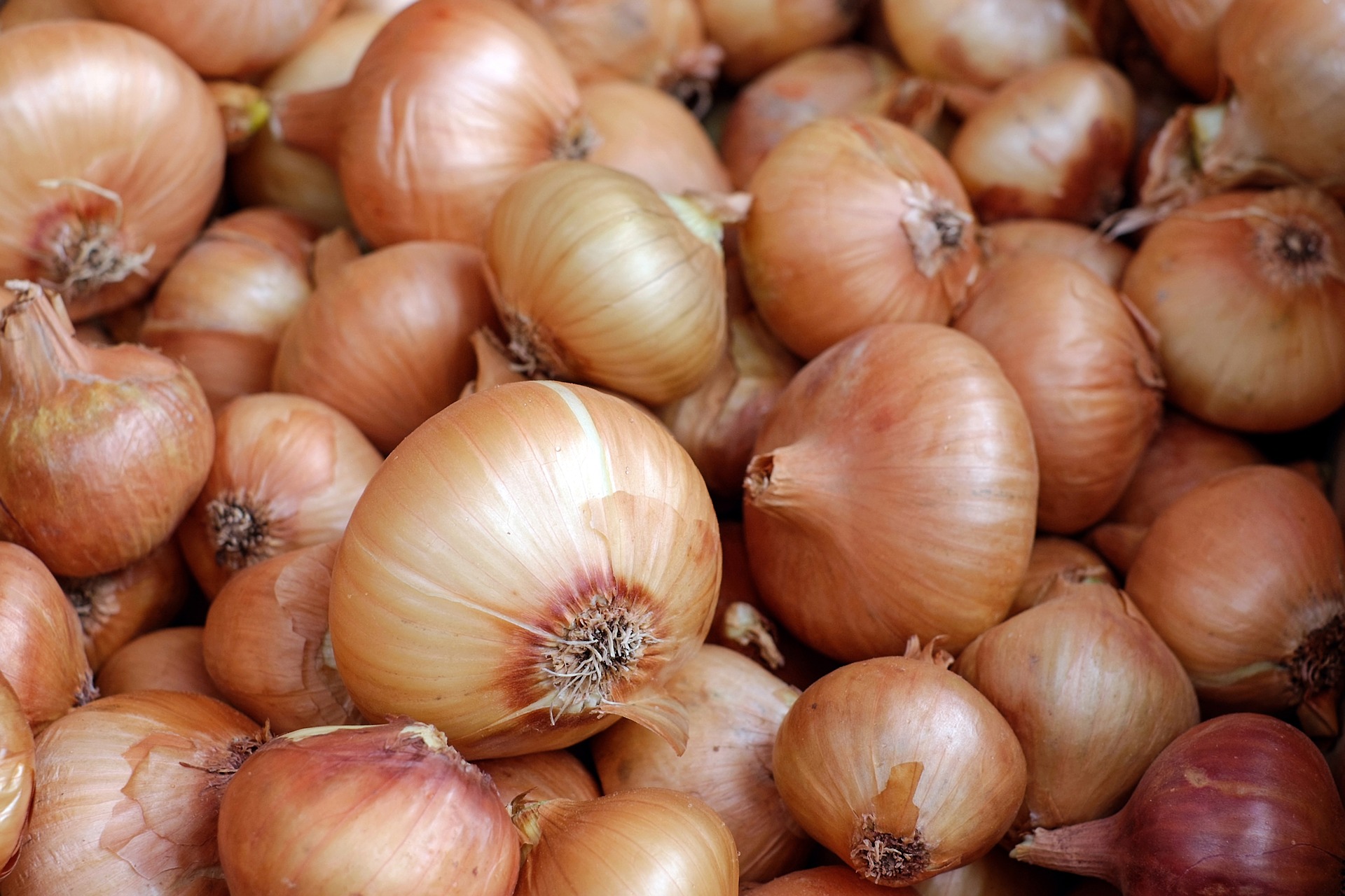 onions.jpg